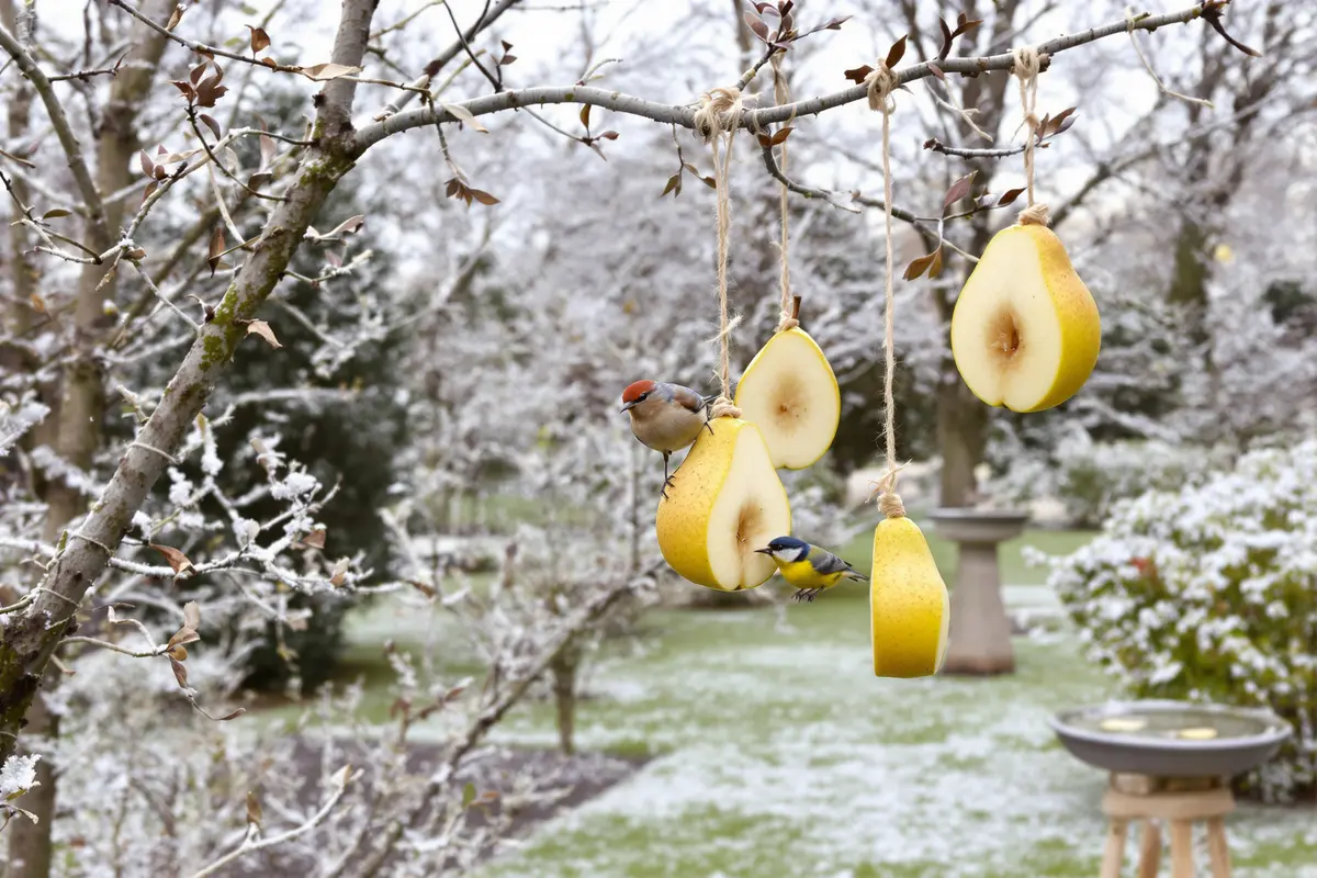 Ne jetez plus ce fruit d’hiver ignoré : il transforme votre jardin (et attire les oiseaux)