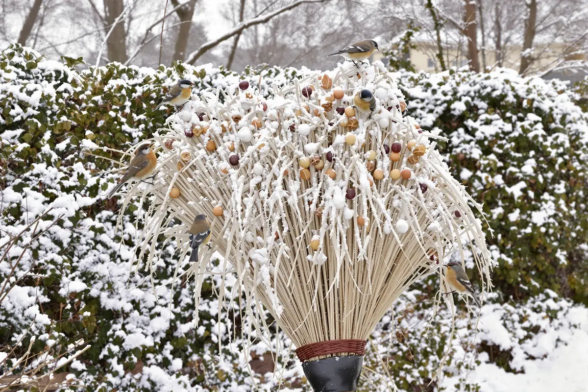 Froid, faim, neige : comment votre vieux balai peut sauver des oiseaux